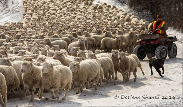 sheep-moving-2-Darlene-Shantz-photo