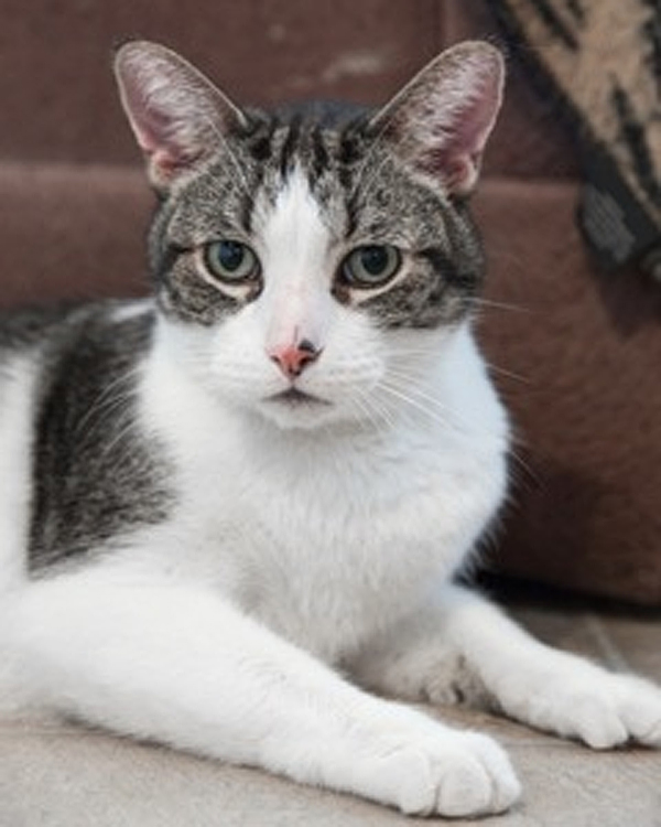 Booboo is a male domestic short hair tabby and white. He’s 12 years old and declawed.  Booboo and Yogi are brothers. Both would prefer to be adopted together and go to the same home.