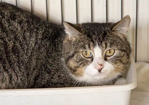 Josh is a male domestic short hair tabby and white. He’s 2 years old. Josh appears to be shy cat in his new environment at the shelter.