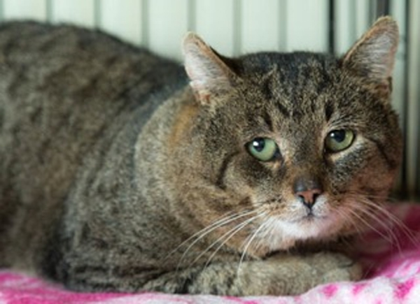 Laddie is a male domestic short hair tabby. He’s 8 years old and is suited for a sponsor.