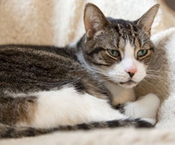 Yogi is a male domestic short hair tabby and white. He’s 12 years old and declawed. Yogi and Booboo are bothers. Both would prefer to be adopted together and go to the same home.