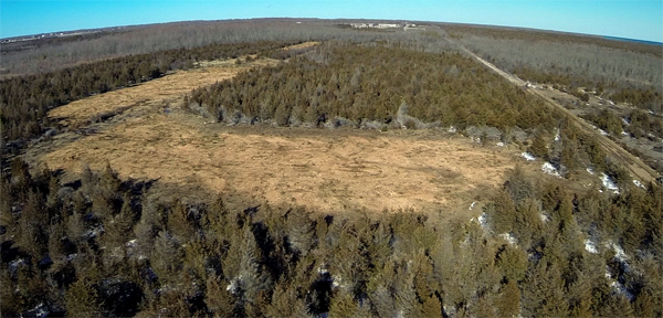 On Monday, April 4, White Pines Wind Inc (wpd) began clearing trees at sites for the 27-turbine project on the south shore of Prince Edward County. APPEC took this photograph to the Appeals Court in Toronto today in hopes to stop the work in the area, known to be habitat for the endangered Blandings turtle which has emerged early from their winter hibernation. - APPEC photo