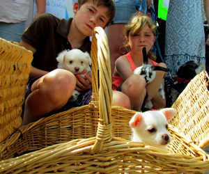 Liam Ackerman brought his mini American Eskimo Chihuahuas JubeJube, Sugar and BonBon while Samantha Karja is shown with her Rex bunny, Smudge.