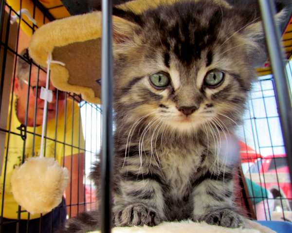 Kittens from the Loyalist Humane Society participated in the 4H Pet Club Achievement Day program, and also auditioned for forever homes.