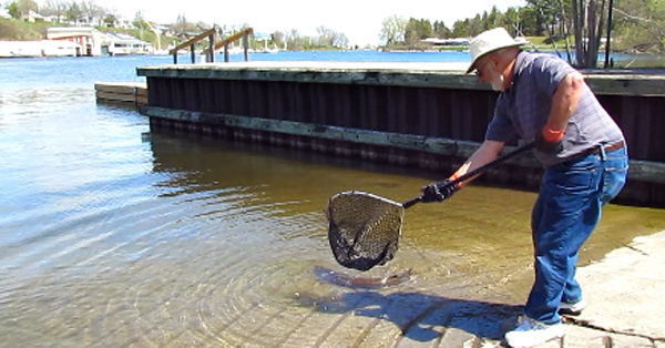 Tom Finora releases Eric Machold's 13.47lb pike back into Picton Bay. The catch, from in front of the cement plant, won the Peterborough resident third place in the derby.