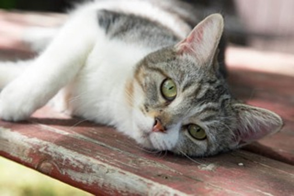 Ally G is a female domestic short hair tabby and white. She’s 10 months old and very affectionate. She also gets along well with dogs.