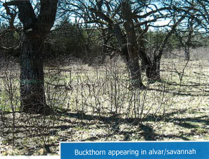 Buckthorn-at-Massassauga-Point