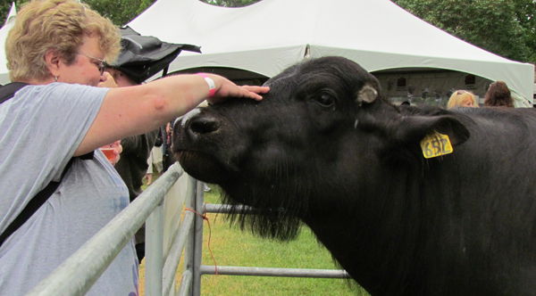 Featuring water buffalo - a new milk favourite for cheeses.