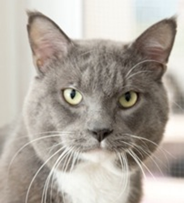 Paul is a male domestic short hair grey and white. He’s 2 years old and very friendly.