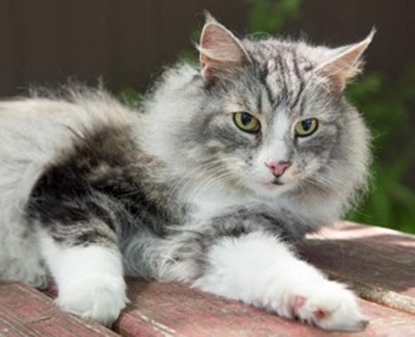 Sasha is a female domestic long hair silver tabby and white. She’s 10 years old, spayed and declawed. Sasha loves to be cuddled. She would be a perfect companion to a senior. Sasha is also deaf.