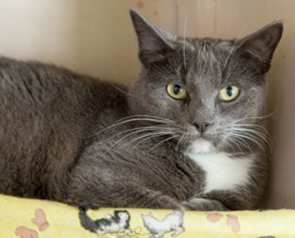 Simon is a male domestic short hair grey with a white bib and white socks.  He’s 1 year old and very friendly with children, cats and dogs. 