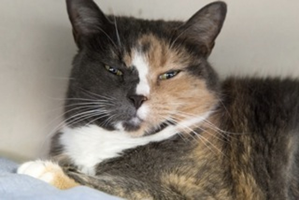Spazz is a female domestic short hair calico. She’s 5 years old. Spazz recently came to our shelter after her owner passed away. Spazz came to Canada from Ireland about 4 years ago.
