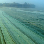 Algae – help when there's too much of a good thing
