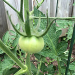 Will councillor Ferguson "ketchup" to Mayor Quaiff in charity tomato challenge?