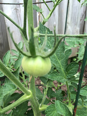 Mayor Quaiff announces his first tomato.