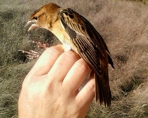 Bobolink. Photo by Cheryl Anderson