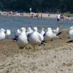 Sandbanks at capacity bookings for long weekend