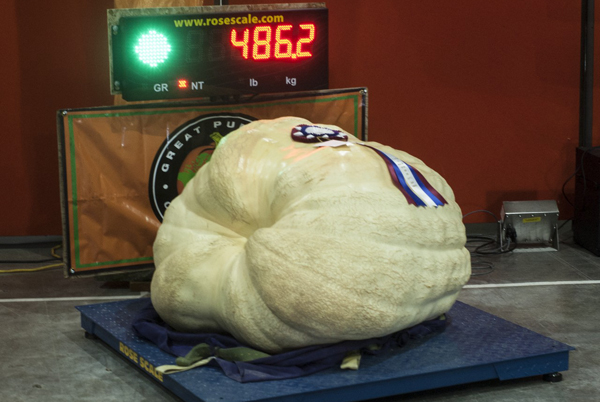 486.2 kg heaviest pumpkin weighed in by Carter Black.