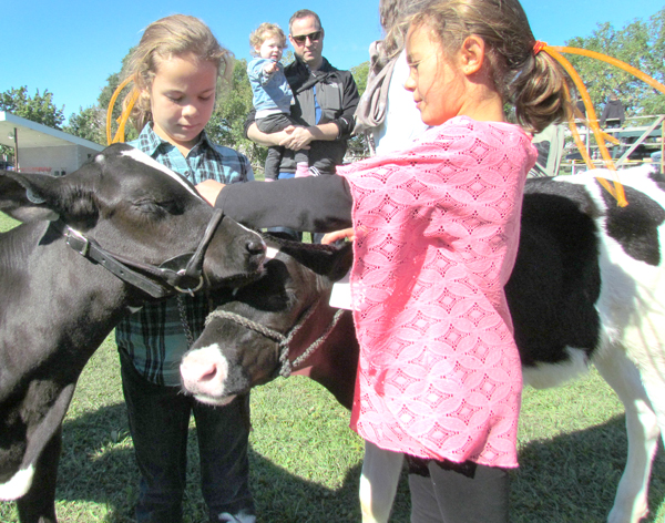 Darcy and Mallory Wood were at the fair to show month-old Holstein calves Pea and Ellie.