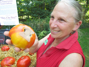 Vicki Emlaw, Eric Baxter and Patricia Gale were the official judges of the tomatoes' appearance, weight and taste. Here, Gale notes an un-approved method of hiding "blight"
