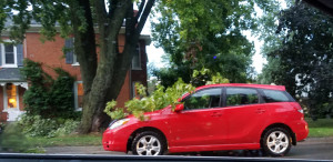 branch-on-car