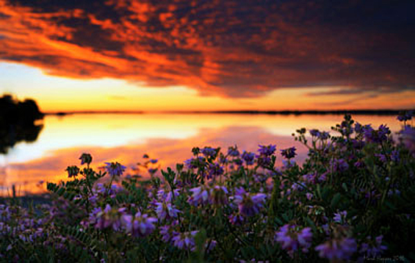 Sunset Flowers by Mark Hopper