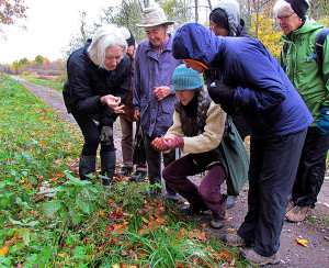 Tamara Segal explains the value of nettle berries