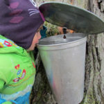 Maple in the County festival cancelled amid COVID-19 concerns