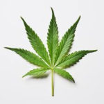 More than 1,600 cannabis plants and property seized in Ameliasburgh