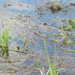 Quinte Conservation cancels flood outlook