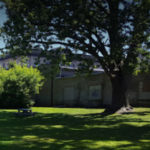 Council to review 'Adopt-a-Tree' policy