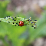 Companion planting a great first-line of defense for your vegetables