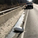 Swans end up in the back of a police cruiser