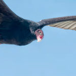 Bird Observatory plans to open to public in August