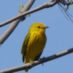 Public invited to flock to birding festival activities May 11-20