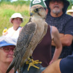 PEPtBO workshops explain the birds and bees