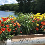 Friendly flower competition bridges communities