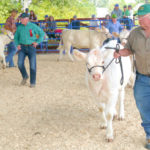 Picton Fair highlights agriculture and fun for all ages