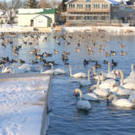 Join Field Naturalists for Spring Waterfowl Watch - March 14