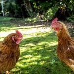 County backyard hen flock tests positive for infectious disease