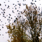 Swooping around the County