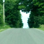 Council approves modified tree maintenance and preservation policy