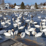 Community rescues trumpeter swan with tennis ball stuck on its bill