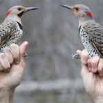 Prince Edward Bird Observatory hosts virtual birding month