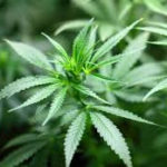 Council balancing new bylaw to respect cannabis operators 'doing it right'