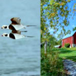 Four-season County book earns silver at publisher awards