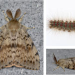 Gypsy moth infestations stripping trees bare
