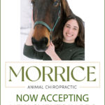 Chiropractor expands practice to help animals needing care