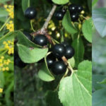 Community-based approach considered for tackling noxious weeds