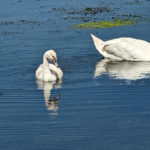 Feathered family beats the heat gliding on the Mill Pond